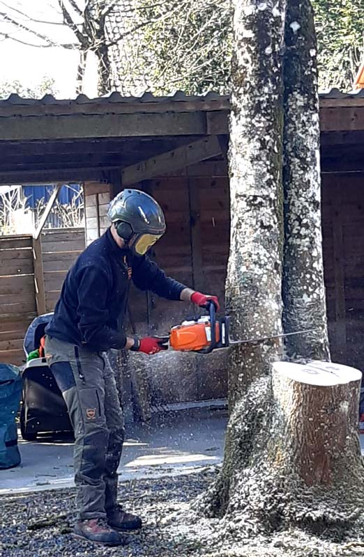 coupe-arbre