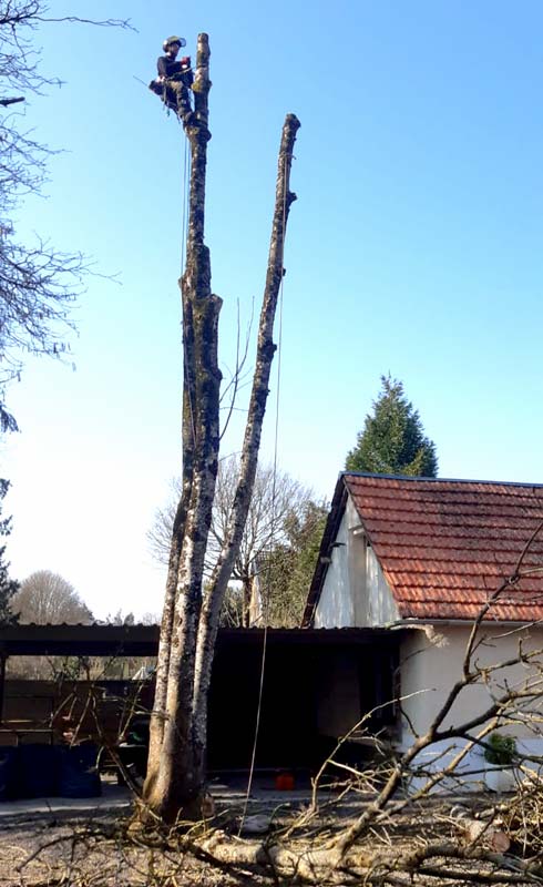 demontage-arbre-hauteur